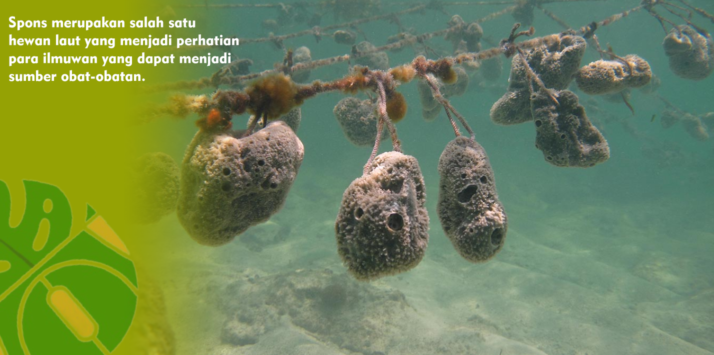 Sponge Farming Solusi Sediaan Bahan Obat-obatan dari Laut Sponge Farming Solusi Sediaan Bahan Obat-obatan dari Laut
